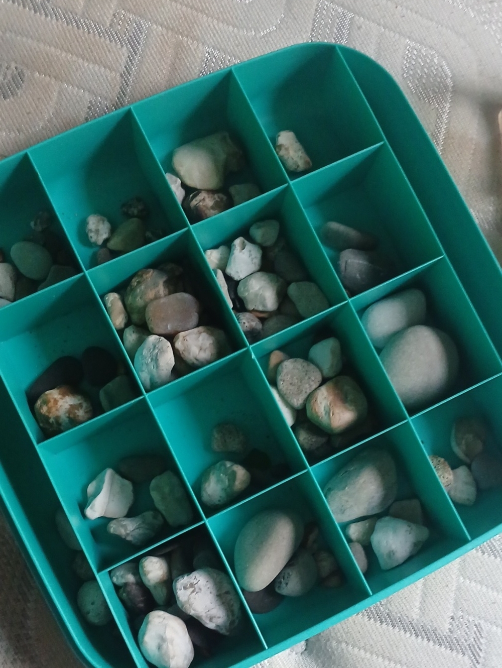 Fossil Collection - Picture 13 of 14
